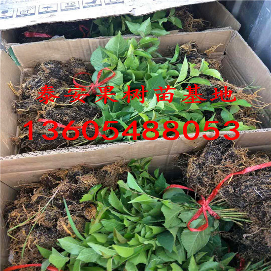 櫻砧王櫻桃砧木苗新品種介紹大全