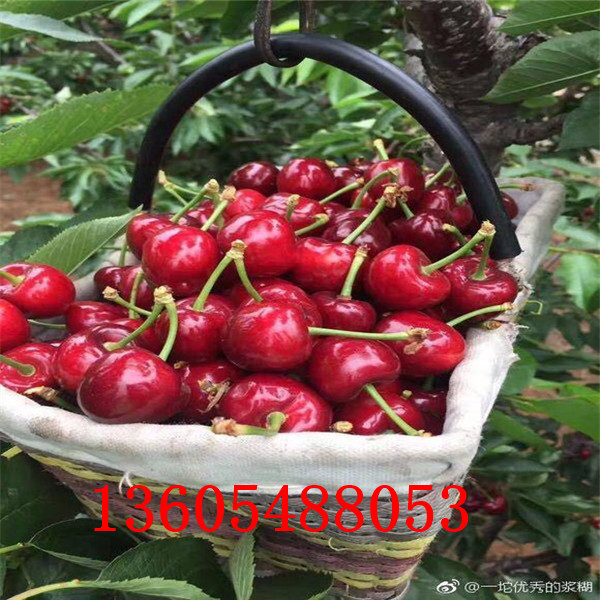 好栽植的蘭丁2號(hào)砧木批發(fā)促銷價(jià)格