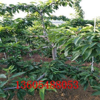吉塞拉砧木苗、吉塞拉砧木苗注意事項(xiàng)