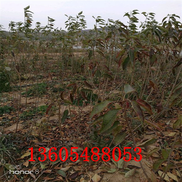蘭丁2號(hào)砧木、蘭丁2號(hào)砧木新行情
