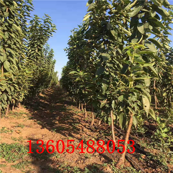好種的考特櫻桃砧木苗、考特櫻桃砧木苗專賣店