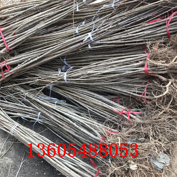 吉塞拉砧木苗超豐產(chǎn)品種