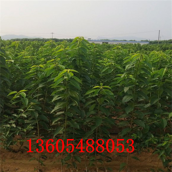 櫻桃小苗、櫻桃小苗發(fā)苗基地