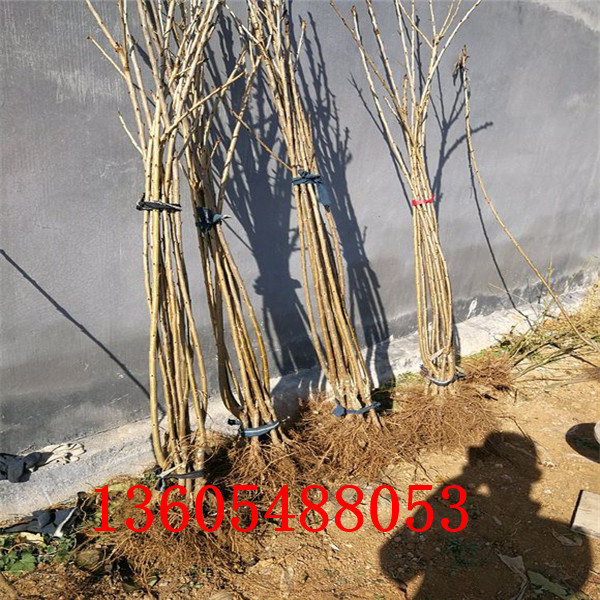 2019年春季櫻砧王櫻桃砧木苗、櫻砧王櫻桃砧木苗指導報價