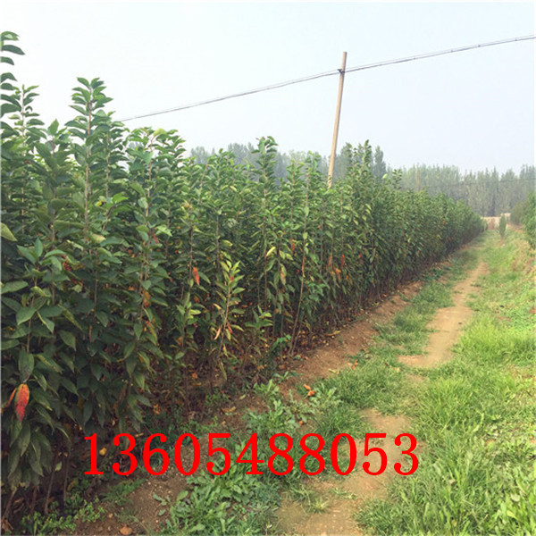 櫻砧王櫻桃砧木苗新品種介紹大全