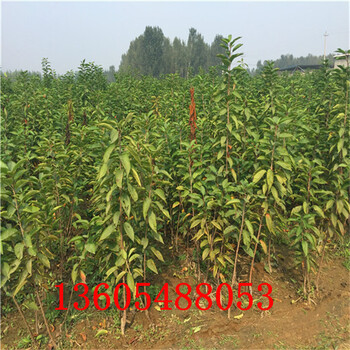 吉塞拉12號(hào)砧木、吉塞拉12號(hào)砧木嫁接時(shí)間和方法