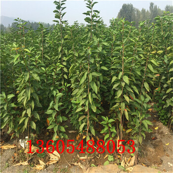 馬哈利櫻桃砧木苗種植基地、馬哈利櫻桃砧木苗批發(fā)市場