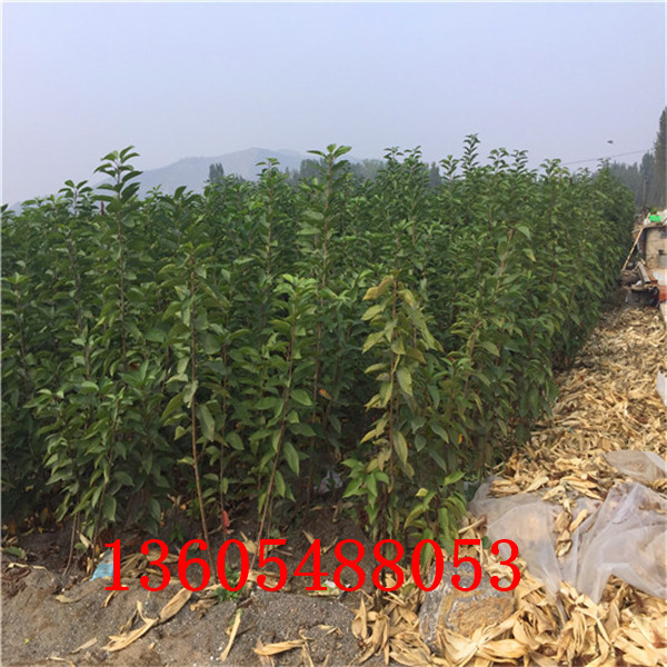 櫻砧王櫻桃砧木苗主要修剪注意事項、櫻砧王櫻桃砧木苗栽培技術(shù)