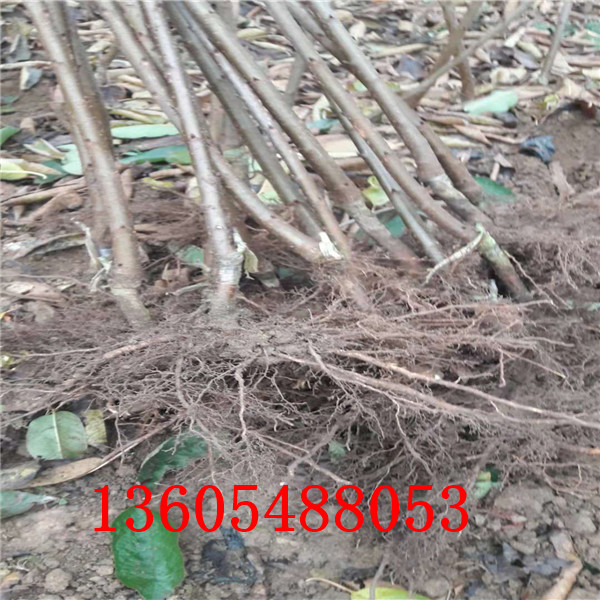 連續(xù)結果性強馬哈利櫻桃砧木苗、馬哈利櫻桃砧木苗市場價格