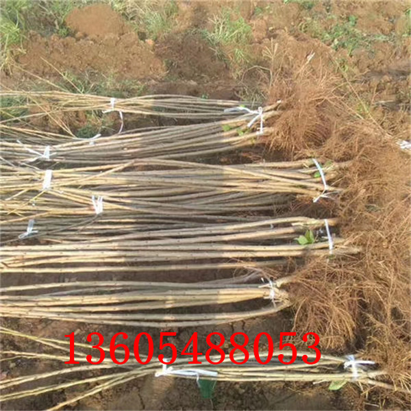 山櫻櫻桃砧木苗出售批發(fā)