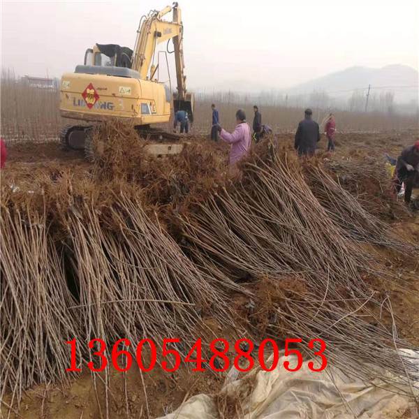 果柄粗短的大櫻桃種苗、大櫻桃種苗種植基地