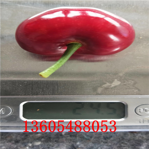 櫻砧王櫻桃砧木苗農(nóng)科院培育基地