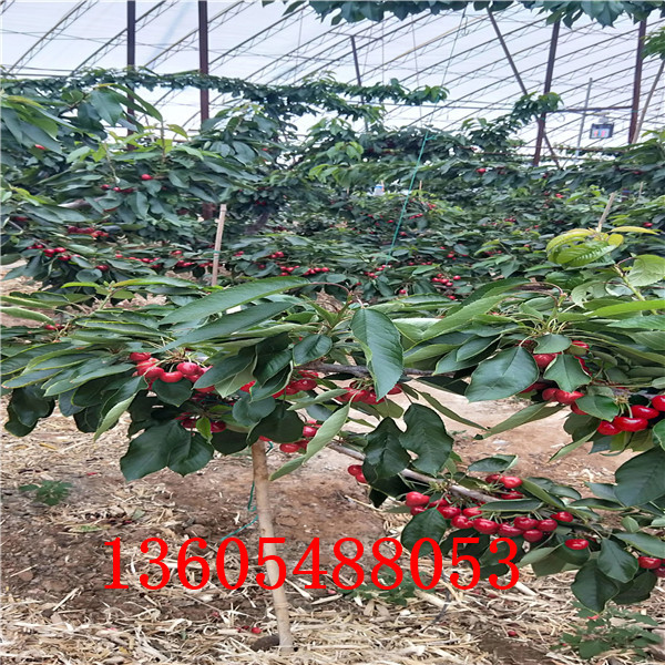 全新的吉塞拉6號砧木、吉塞拉6號砧木管理步驟