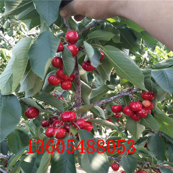 櫻桃小苗栽培技術(shù)要點(diǎn)、櫻桃小苗栽培技術(shù)要點(diǎn)