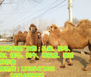 骆驼养殖骆驼价格