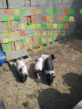 大型巴马香猪养殖基地香猪饲养成本