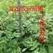 武山县农兴花椒种植专业合作社大红袍花椒甘肃花椒树苗