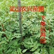 武山县农兴花椒种植专业合作社大红袍花椒甘肃花椒树苗图片