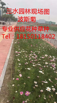 三明市清流縣人字型骨架植草荒山植草復(fù)綠邊坡防護(hù)