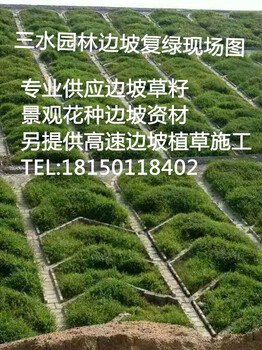 三明大田縣景觀花種波斯菊種子格?；ㄒ盎ńM合花籽四季開花