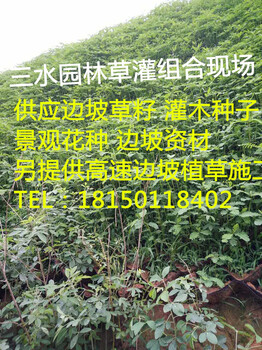 贵阳草种草籽行椰低批发价格