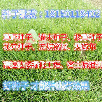 广东潮州草坪草种夏季什么草籽好？