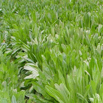 安徽省牧草種子店供應高丹草大葉菊苣甜高粱麥子草出售