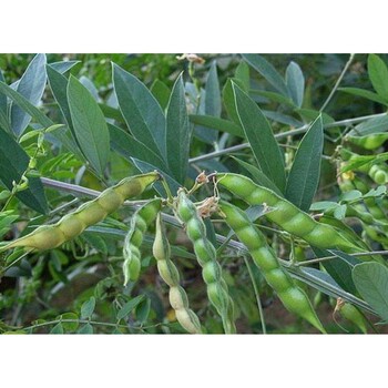 三水園林廠家護(hù)坡木豆種子