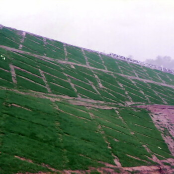 南京河塘邊坡護(hù)坡固土灌木種子木豆豬屎豆