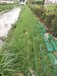 盐城河塘边坡防止水土流失的草种植物种子