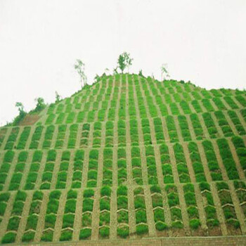 鹽城邊坡框格植草噴播草籽廠家