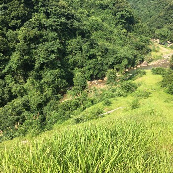 贵阳怎么根据不同的土质季节选择合适生长的草籽草种