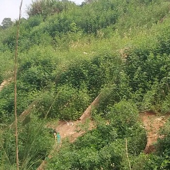 貴陽(yáng)護(hù)坡綠化種植灌木種子草種固土效果好嗎