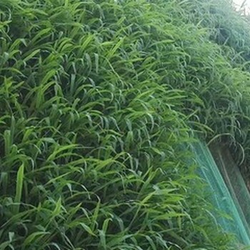 貴陽綠化草種草籽薄利多銷出售