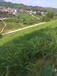 黔南铁路护坡绿化植草草种草籽灌木种子出售