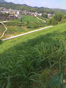 铜仁园林绿化草坪复绿植草草种草籽