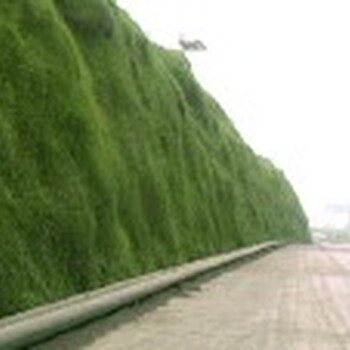 六盤水常規(guī)邊坡綠化常用的草種草籽材料