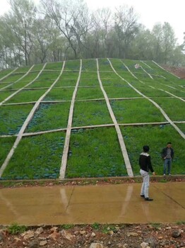 六盘水高速边坡支护垒植生袋绿化喷播植草草籽草种