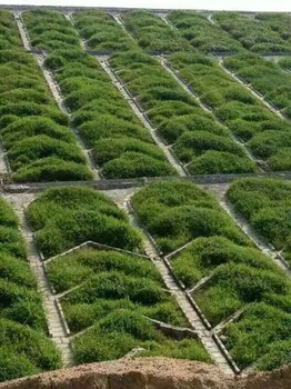 六盤水邊坡支護(hù)植草客土噴播綠化草種草籽