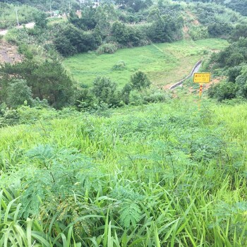 六盤水山體爆破修復覆綠生態(tài)種植綠化草種草籽灌木種子