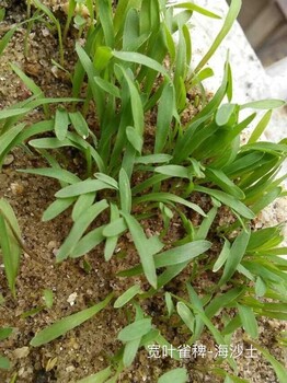 六盤水冬天可以冒芽并快速生長的草種草籽