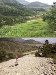 黔东南打造矿山边坡绿化复绿自然生态草籽灌木种子