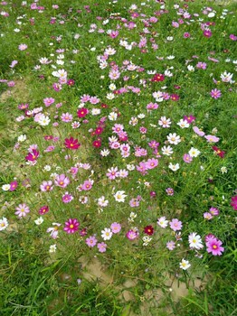 六盘水花海花田打造景观绿化花种花籽波斯菊