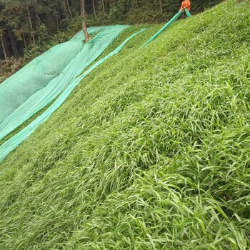 三明尾礦復(fù)綠草種福建草籽專賣店