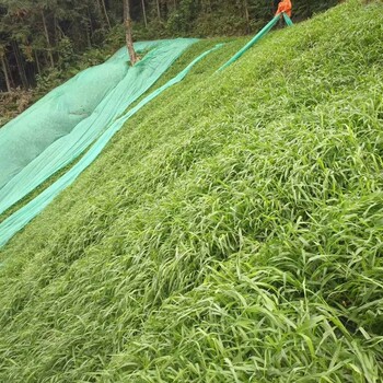 三明边坡复绿草种草籽不留白