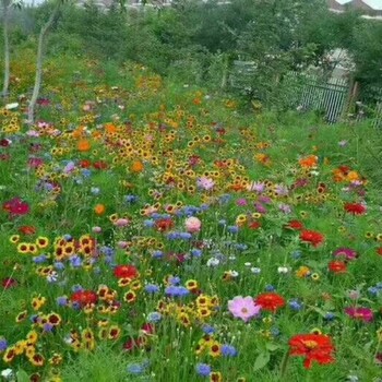 供应三明景观道路边坡绿化草籽草种花籽