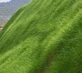 黔东南公路护坡绿化工程专用草籽花籽灌木种子