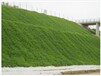 銅仁高速邊坡植草噴播綠化可選用哪些草種草籽植物種子