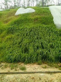 黔东南矿山边坡生态环保绿化草籽灌木种子批发