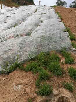 黔南礦區(qū)復綠速生固土草籽植物種子出售